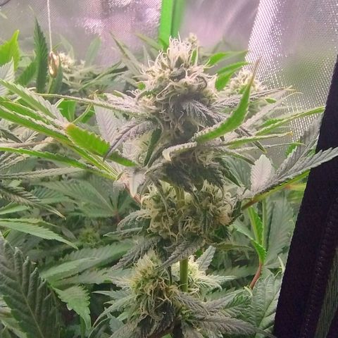 Royal Domina growlog timeline photo