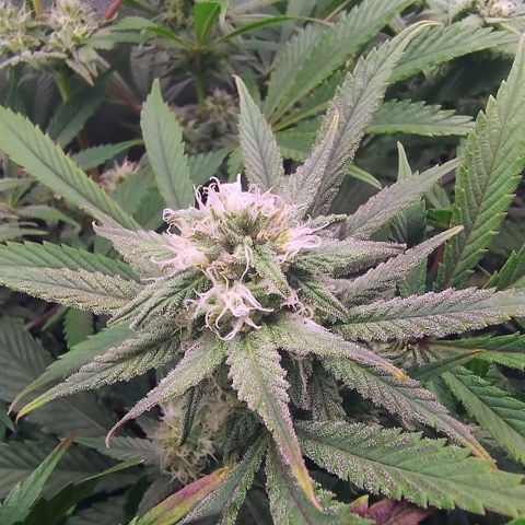 Royal Domina growlog timeline photo