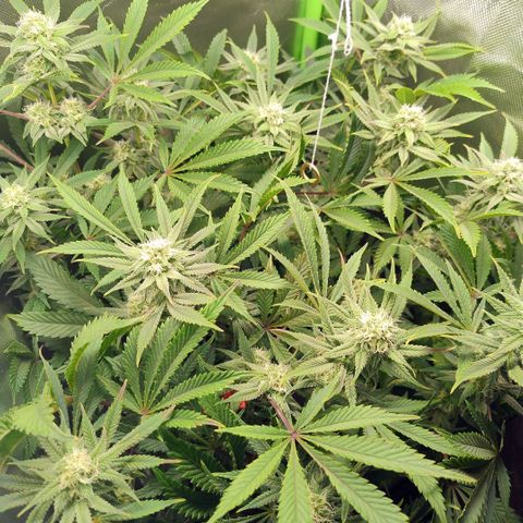 Royal Domina growlog timeline photo