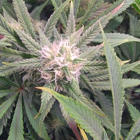 Royal Domina growlog timeline photo