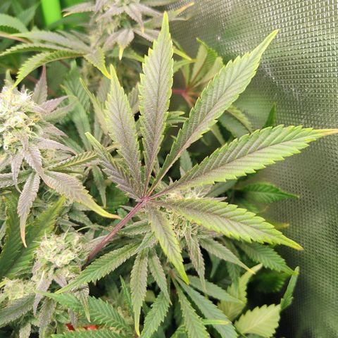 Royal Domina growlog timeline photo