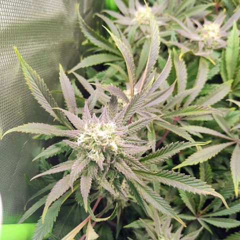 Royal Domina growlog timeline photo