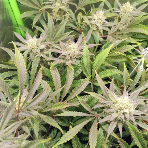 Royal Domina growlog timeline photo