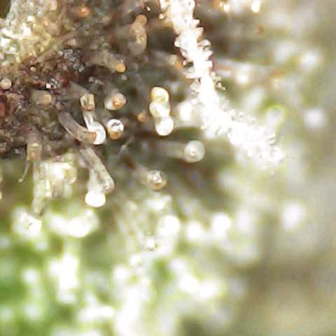Royal Domina growlog timeline photo