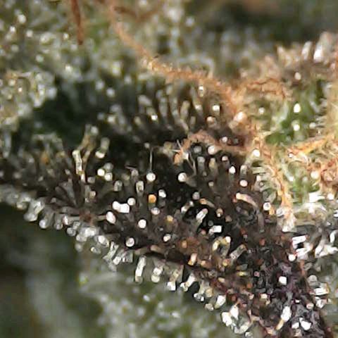 Royal Domina growlog timeline photo