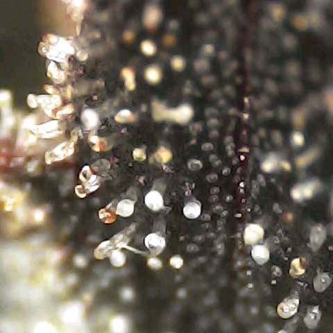 Royal Domina growlog timeline photo