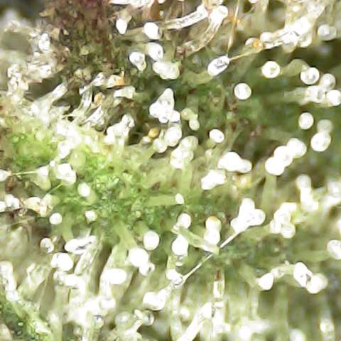 Royal Domina growlog timeline photo
