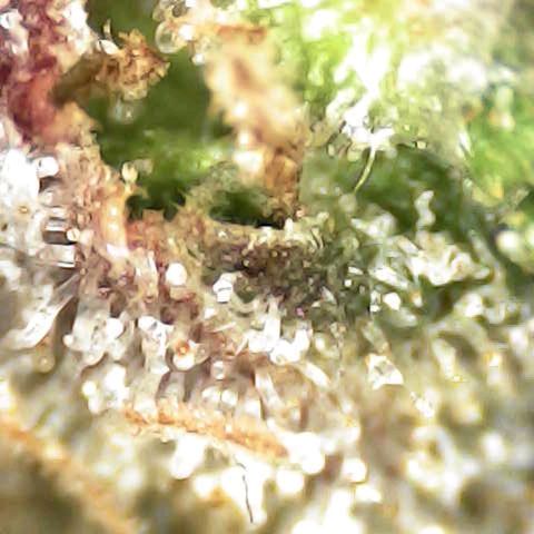 Royal Domina growlog timeline photo