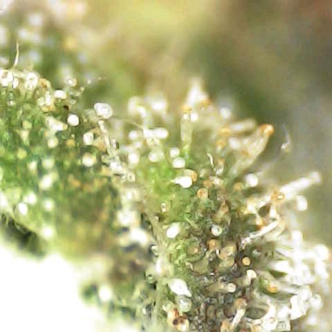 Royal Domina growlog timeline photo