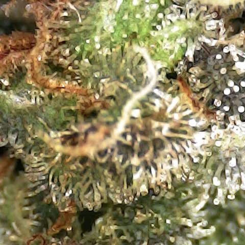 Royal Domina growlog timeline photo
