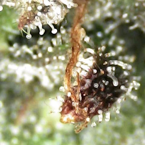 Royal Domina growlog timeline photo
