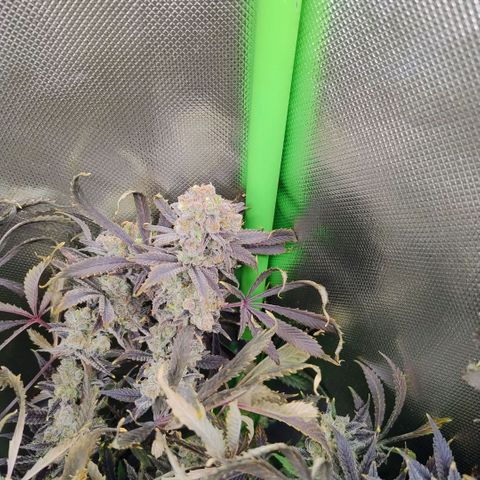 Royal Domina growlog timeline photo