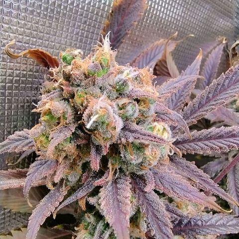 Royal Domina growlog timeline photo