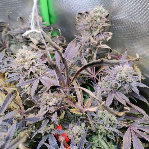 Royal Domina growlog timeline photo