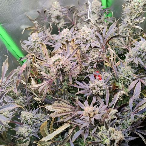 Royal Domina growlog timeline photo