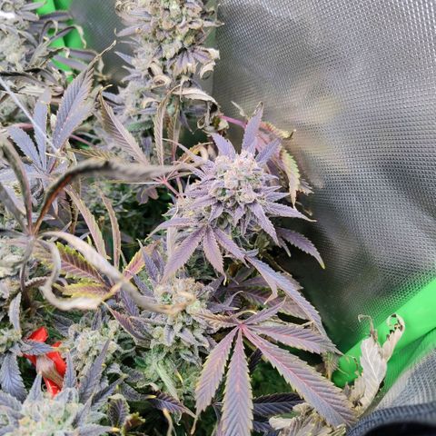 Royal Domina growlog timeline photo