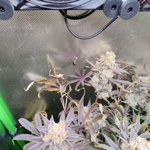 Royal Domina growlog timeline photo