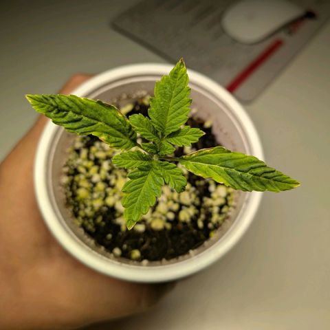 Tropicanna Banana growlog photo: calcium mangel? 
wasser hatte 58cal/19mag.
vllt aber auch PH zu hoch...
topf heute schon wieder deutlich leichter

