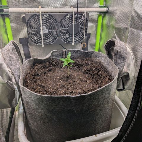 Tropicanna Banana growlog photo: aus zeitgründen auf plan B (supersoil auf cocobasis) umgestiegen. 
ohne neu zu wässern, so in die gereifte und noch feuchte kokoserde gepflanzt. 

