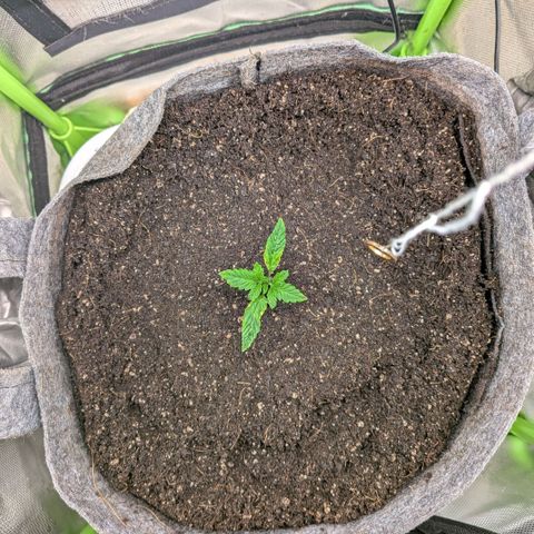 Tropicanna Banana growlog photo: aus zeitgründen auf plan B (supersoil auf cocobasis) umgestiegen. 
ohne neu zu wässern, so in die gereifte und noch feuchte kokoserde gepflanzt. 

