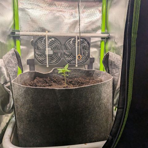 Tropicanna Banana growlog photo: aus zeitgründen auf plan B (supersoil auf cocobasis) umgestiegen. 
ohne neu zu wässern, so in die gereifte und noch feuchte kokoserde gepflanzt. 

