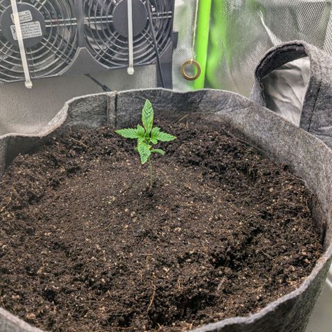 Tropicanna Banana growlog photo: aus zeitgründen auf plan B (supersoil auf cocobasis) umgestiegen. 
ohne neu zu wässern, so in die gereifte und noch feuchte kokoserde gepflanzt. 

