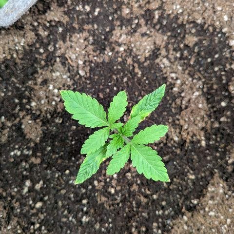 Tropicanna Banana growlog photo: blattschäden haben sich nicht weiterentwickelt.
neue blätter weisen keine mängel auf. 