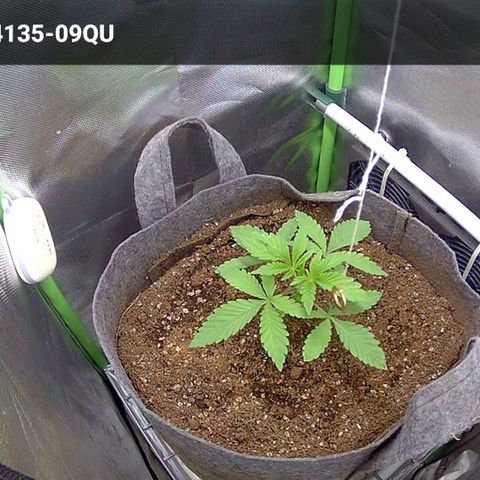 Tropicanna Banana growlog timeline photo