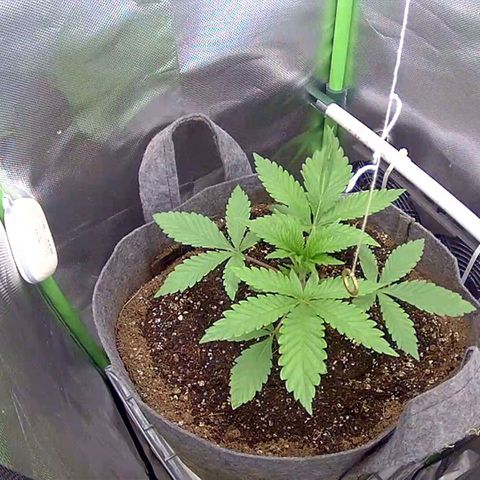 Tropicanna Banana growlog timeline photo