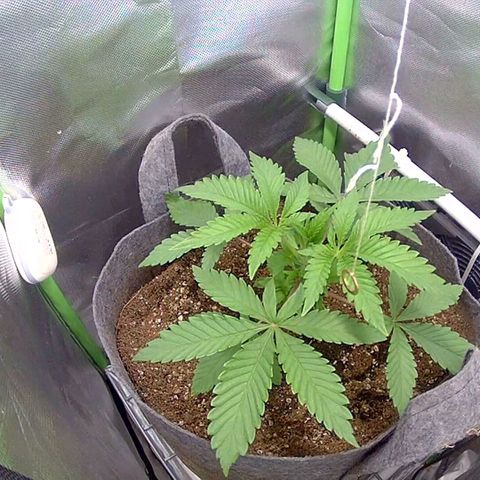 Tropicanna Banana growlog timeline photo