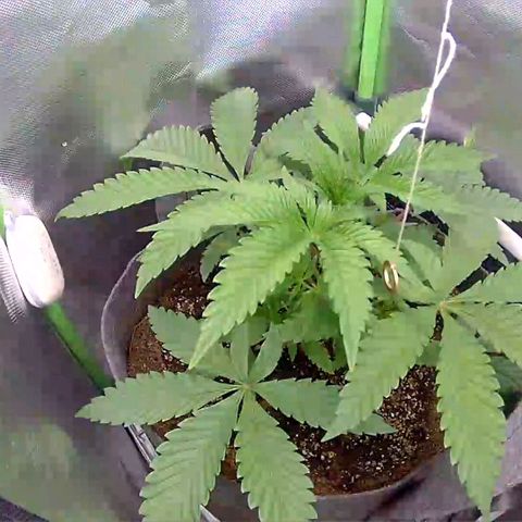 Tropicanna Banana growlog timeline photo