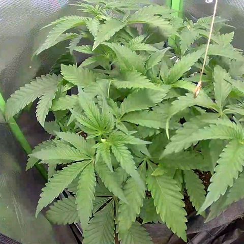 Tropicanna Banana growlog timeline photo