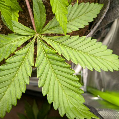 Tropicanna Banana growlog photo: vermutlich magnesiummangel