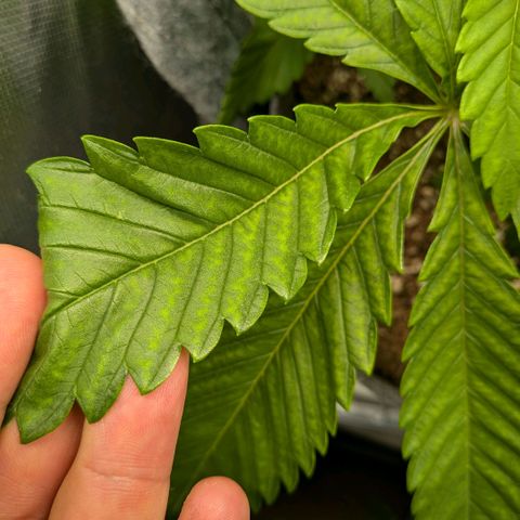 Tropicanna Banana growlog photo: vermutlich magnesiummangel