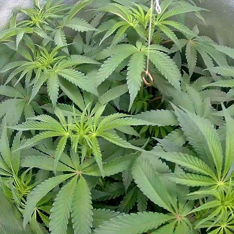 Tropicanna Banana growlog timeline photo