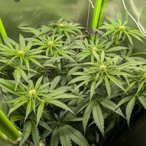 Tropicanna Banana growlog timeline photo