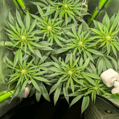 Tropicanna Banana growlog timeline photo