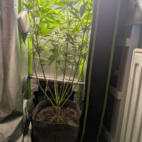 Tropicanna Banana growlog timeline photo