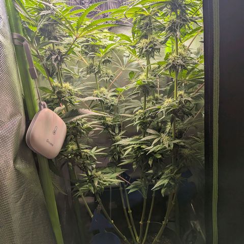 Tropicanna Banana growlog timeline photo