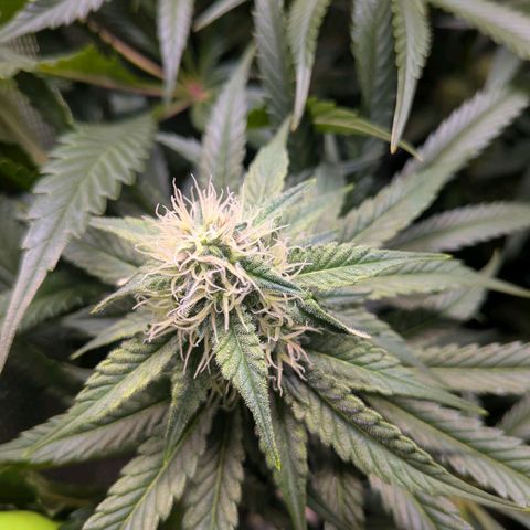 Tropicanna Banana growlog timeline photo