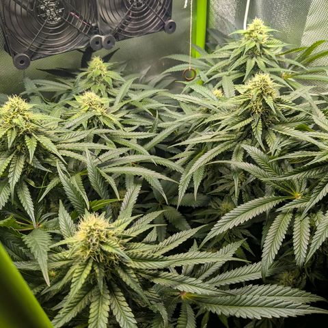 Tropicanna Banana growlog timeline photo