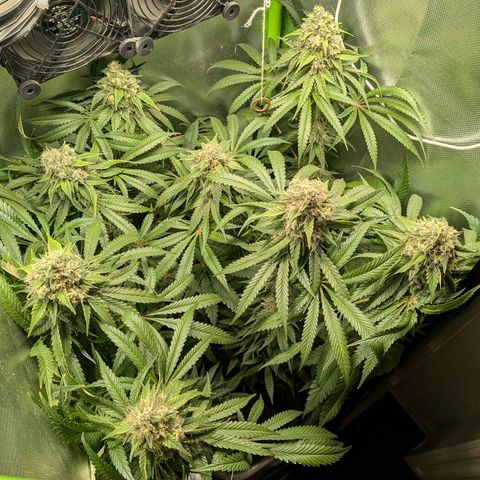 Tropicanna Banana growlog timeline photo