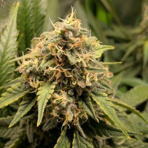 Tropicanna Banana growlog timeline photo