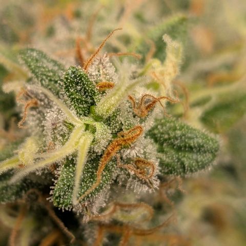Tropicanna Banana growlog timeline photo