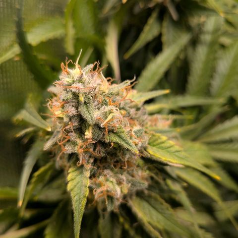 Tropicanna Banana growlog timeline photo