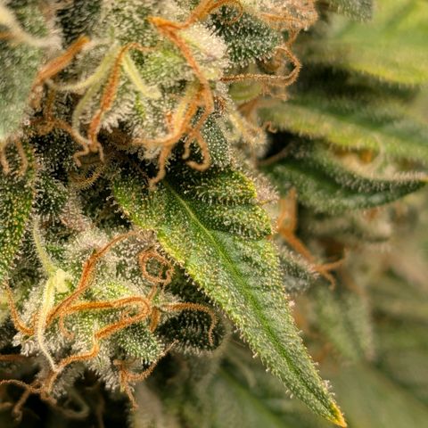 Tropicanna Banana growlog timeline photo