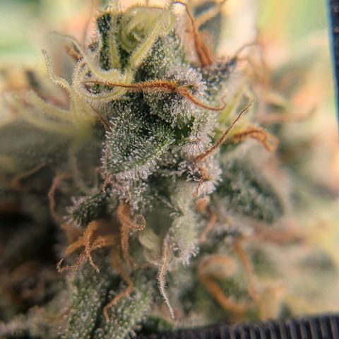 Tropicanna Banana growlog timeline photo