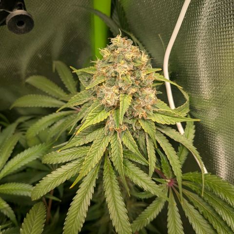 Tropicanna Banana growlog timeline photo