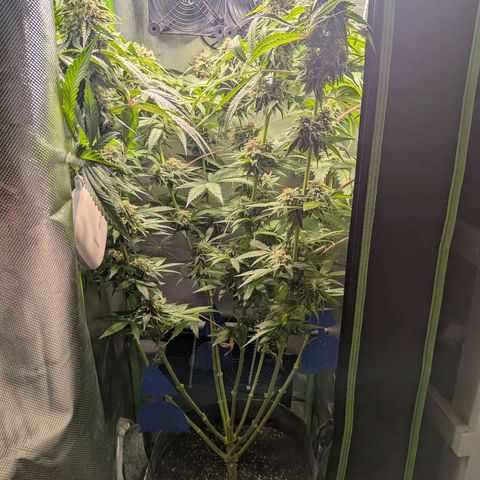 Tropicanna Banana growlog timeline photo