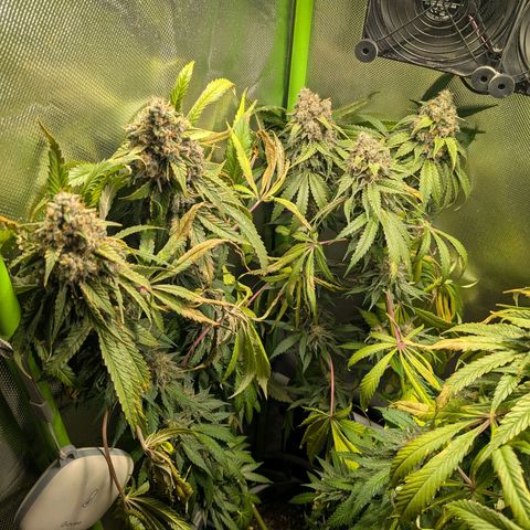 Tropicanna Banana growlog timeline photo